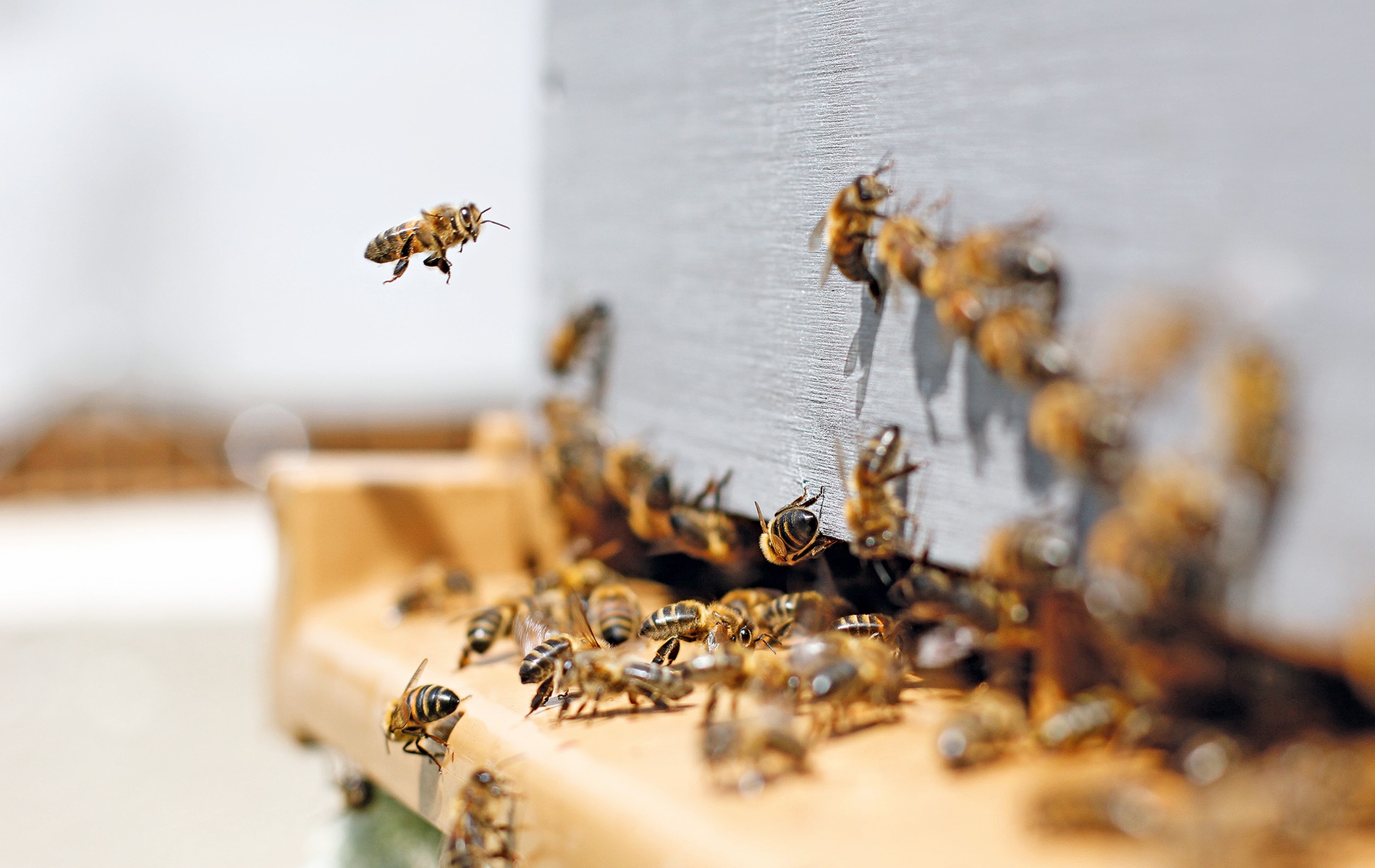 Ein Kreislauf sichert das Überleben von Bienen im Winter, andere Gefahren bleiben