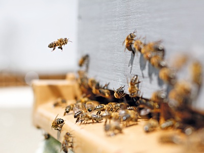 Ein Kreislauf sichert das Überleben von Bienen im Winter, andere Gefahren bleiben
