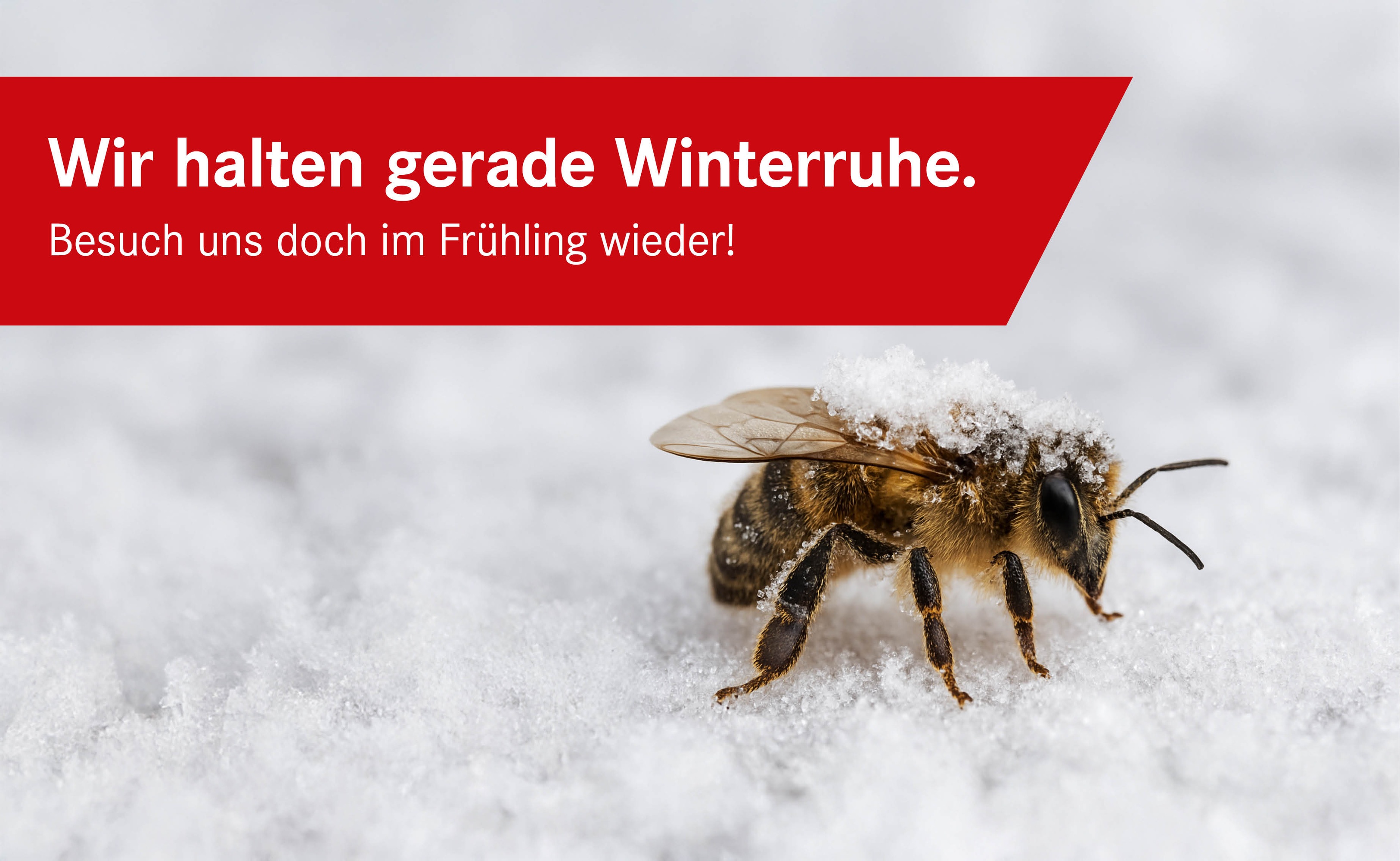 Winterschlaf Bienen